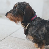 Dog Collar Charles